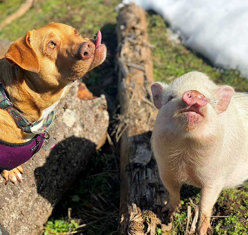 庄园?牧场：董事王志远辞职