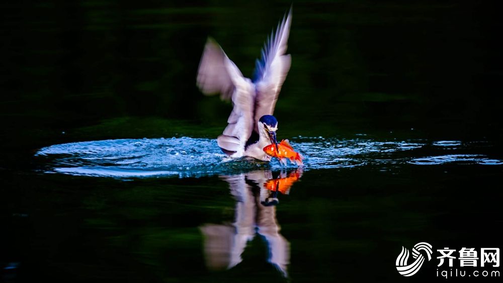 九!阳股份?二连板，曾澄清“哈基米”豆浆不是公司产品