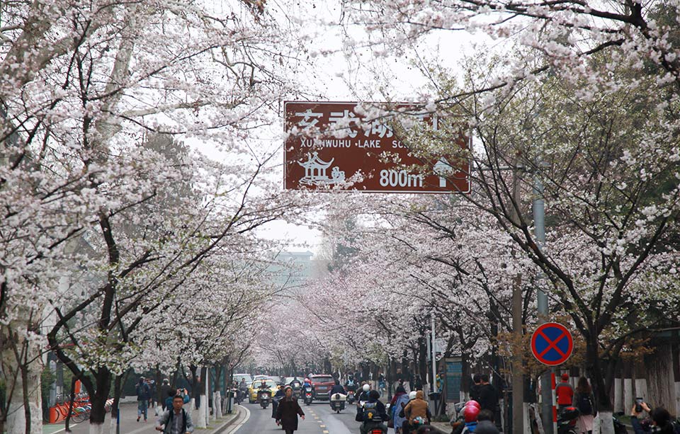 假期前五,天 经港珠澳大桥珠海公路口岸出入境车流量超11万辆次