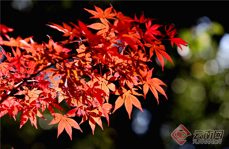 宝立食品：聘任董事会;秘书